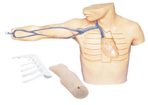外周穿刺、中心静脉穿刺插管模型