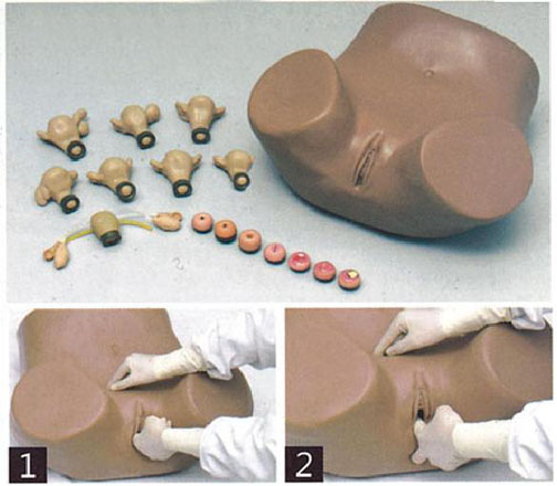 高级妇科检查模型
