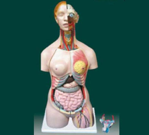 男、女两性人体半身躯干模型（85cm/24件）