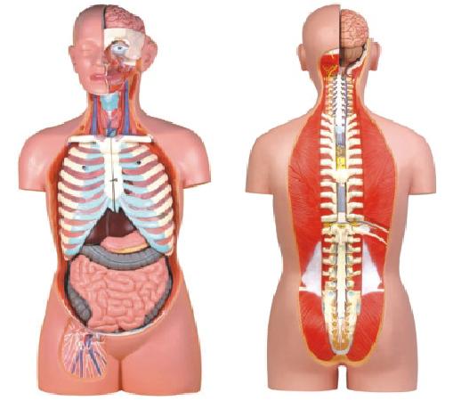 无性人体半身躯干模型（85cm/17件）