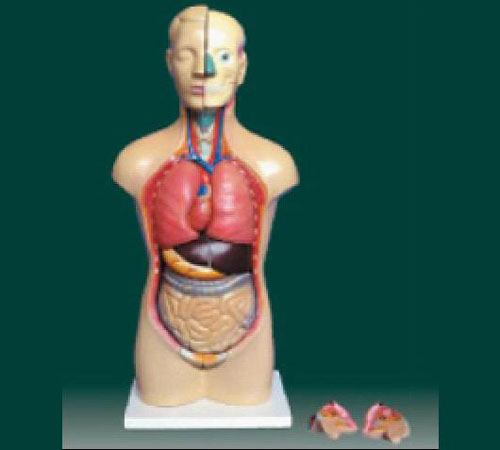男、女两性人体半身躯干模型(42cm/14件)
