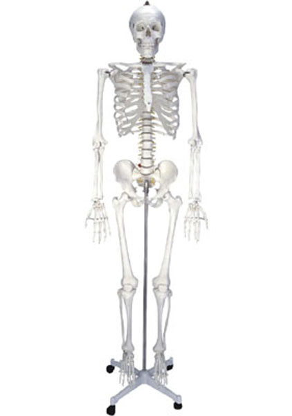 女性人体骨骼模型（180cm）