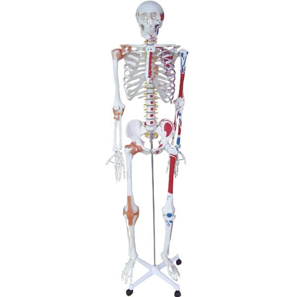 人体骨骼半边肌肉着色附韧带模型（180cm）