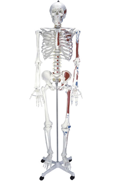人体骨骼半边肌肉着色模型（180cm)