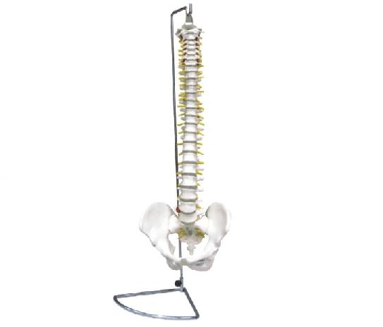 脊椎带骨盆模型（可弯曲）