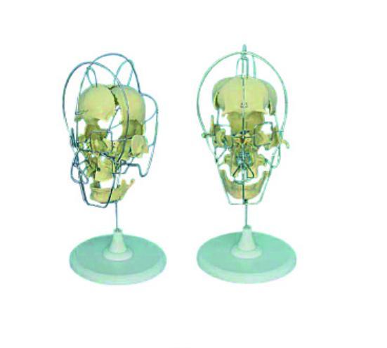 成人头颅骨骨性分离模型