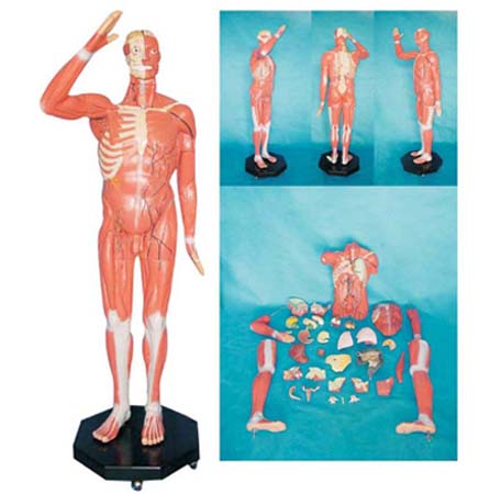 人体全身肌肉附内脏教学模型