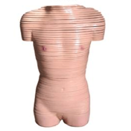 女性躯干横断断层解剖模型