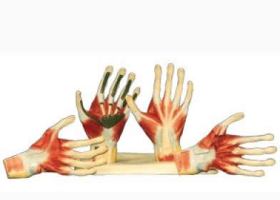 手掌解剖模型