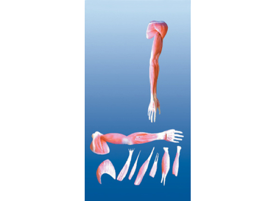 上肢肌肉解剖模型