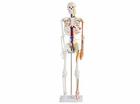 人体骨骼附血管神经模型（85cm）