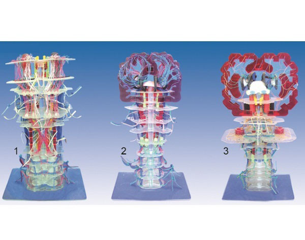 脑干内部结构及传导模型