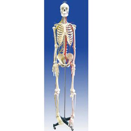 男性全身骨骼附主要动脉和神经分布