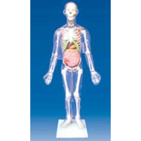 人体体表、人体骨骼与内脏关系模型