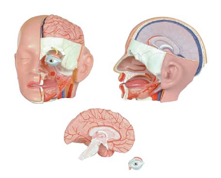 头部解剖模型（4部件）