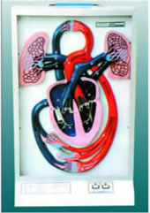 电动心脏博动与血液循环模型