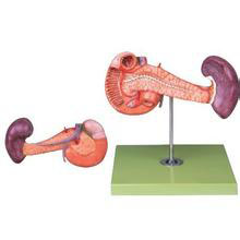 脾、胰和十二指肠模型