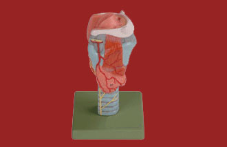 喉模型