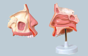 鼻腔放大模型