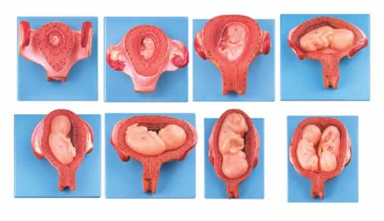 胎儿(胚胎)妊娠发育过程模型（8部件）