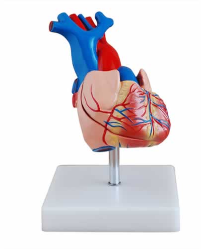 成人心脏解剖教学模型
