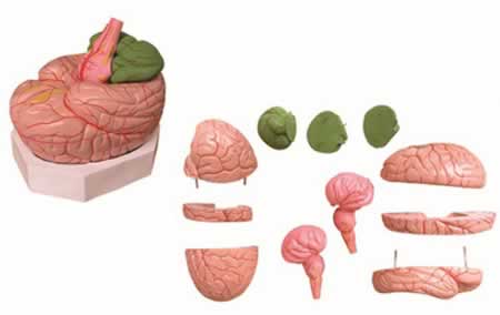 脑动脉模型（11部件）