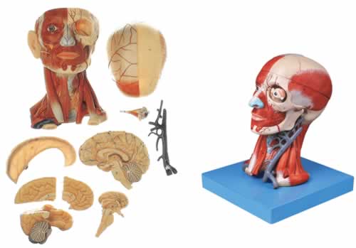 头颈部肌肉与血管附脑模型