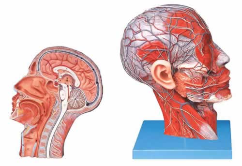 头部正中失状切面附血管神经模型