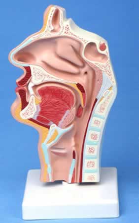 口、鼻、咽、喉腔纵切模型