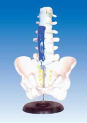 腰骶椎解剖与脊神经关系模型