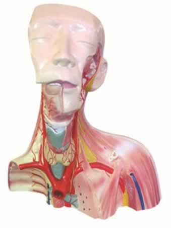 颅腔及头颈胸局部解剖模型