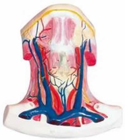 颈前肌局解模型