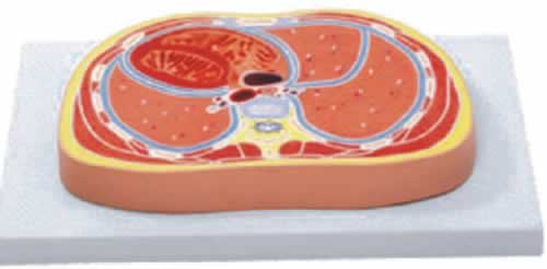 胸腔切面模型