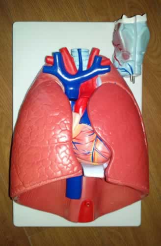 喉、心、肺（呼吸系统）模型