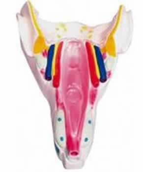 咽喉壁肌模型
