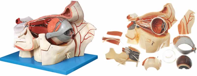 眼球与眼眶附血管神经放大模型