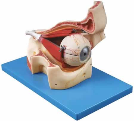 眼球与眼眶放大模型