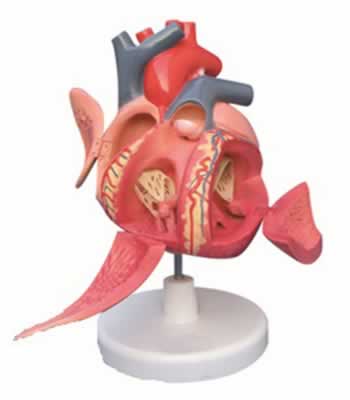 心脏传导系模型
