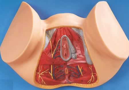 女性会阴解剖模型