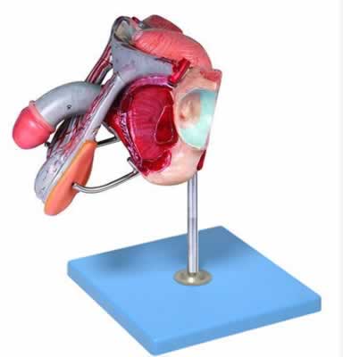 男性骨盆附生殖器官与血管神经模型