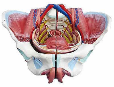 女性骨盆附生殖器官与血管神经模型