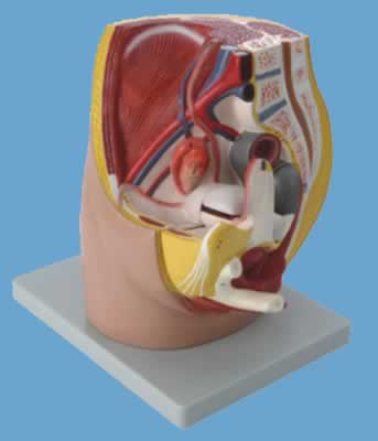 女性盆腔正中矢状切面模型 （1件缩小型）