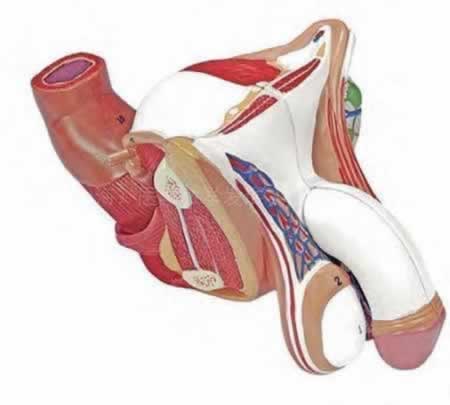 男性内外生殖器模型