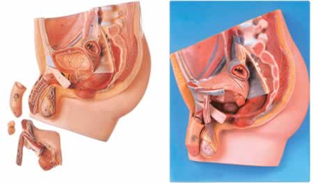 男性盆腔正中矢状切面模型（4件）