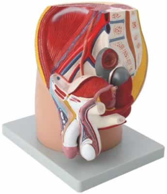 男性盆腔正中矢状切面模型（1件缩小型）