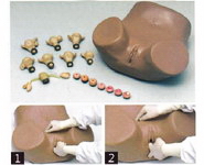 高级妇科检查模型