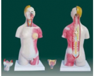 男、女两性人体半身躯干模型（45cm/21件）