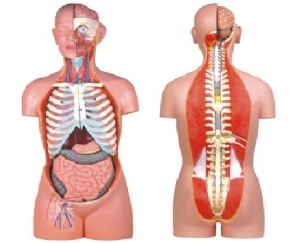 无性人体半身躯干模型（85cm/17件）