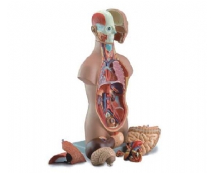 无性人体半身躯干模型（50cm/12件）