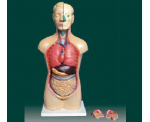 男、女两性人体半身躯干模型（42cm/14件）
